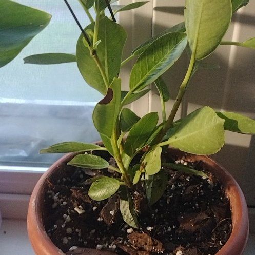 Photo of the plant species Mandevilla by @RealMizuna3 named Madonna on Greg, the plant care app