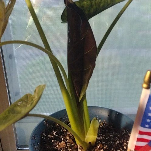 Photo of the plant species Alocacia by @RealMizuna3 named Lola on Greg, the plant care app