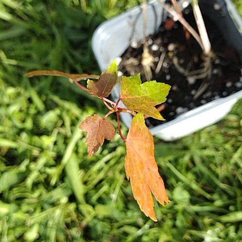 Photo of the plant species Acer Rubrum by @RealMizuna3 named Drake on Greg, the plant care app