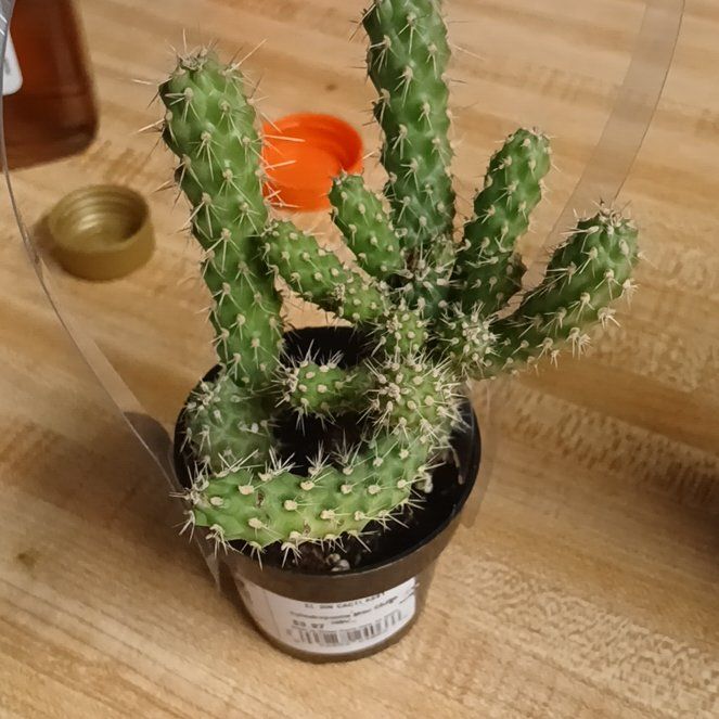 Photo of the plant species Chain-Link Cholla by @HunkyHope27 named Rihanna on Greg, the plant care app