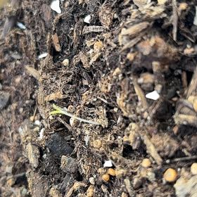 Photo of the plant species Mild Mesclun Mix Lettuce by @FitCosmo13 named Oscar on Greg, the plant care app