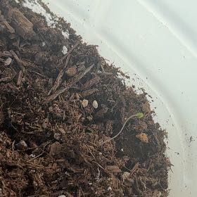 Photo of the plant species Marjoram by @FitCosmo13 named No name. on Greg, the plant care app