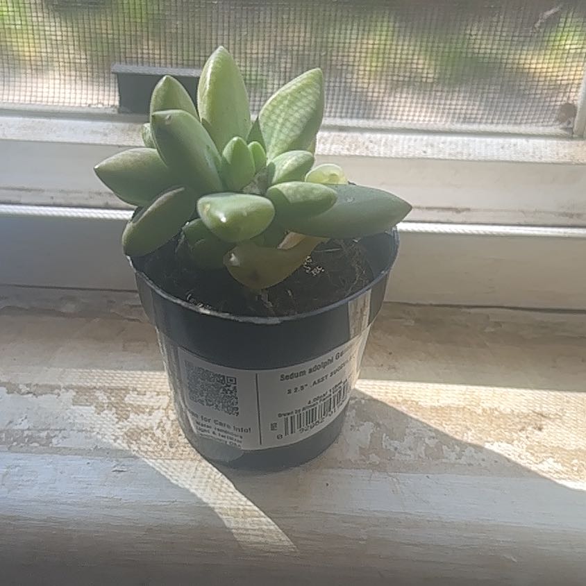 Photo of the plant species Sedum adolphi 'Guacamole' by @UrbaneChaya81 named Austen on Greg, the plant care app