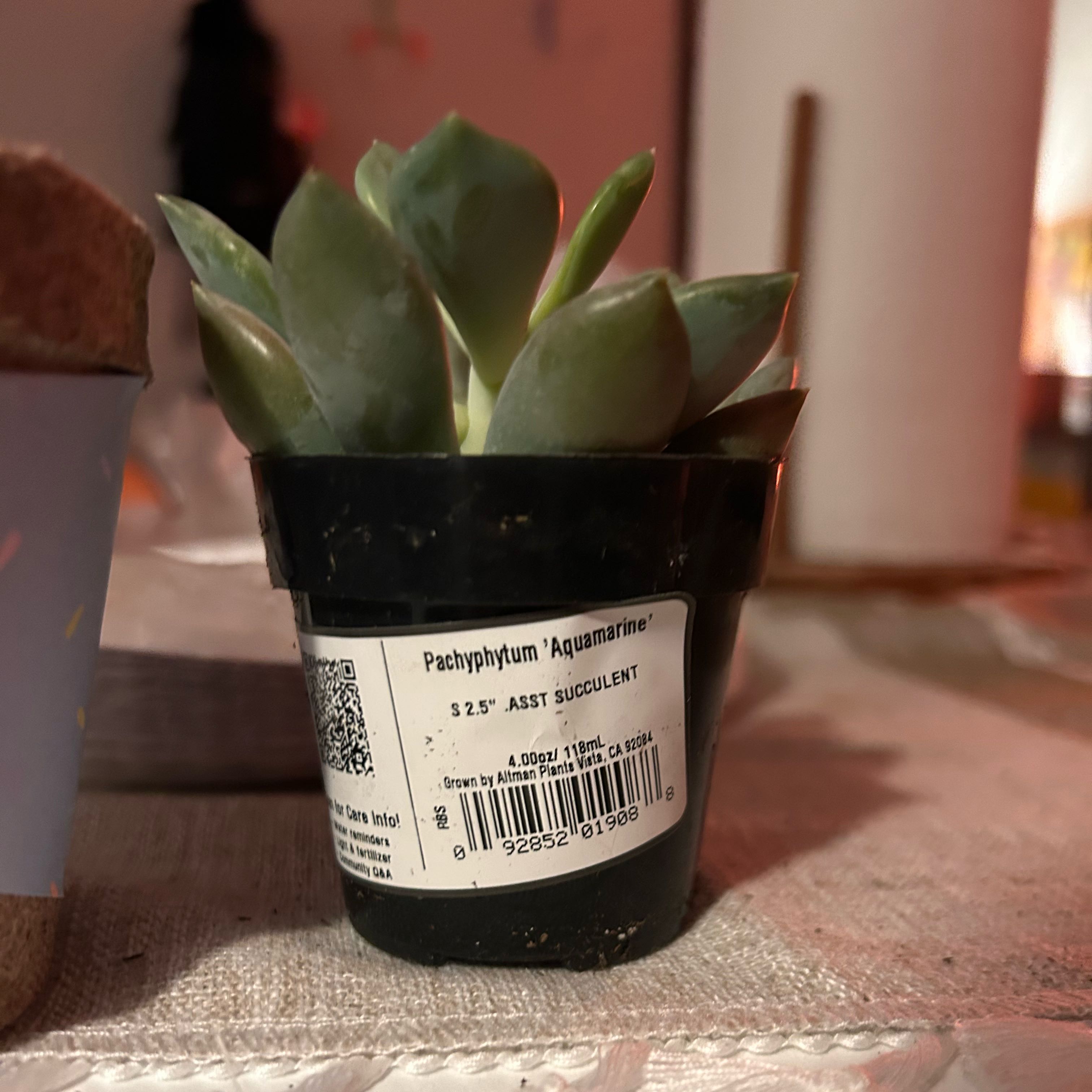 Photo of the plant species Pachyphytum 'Aquamarine' by @UrbaneChaya81 named Zion on Greg, the plant care app