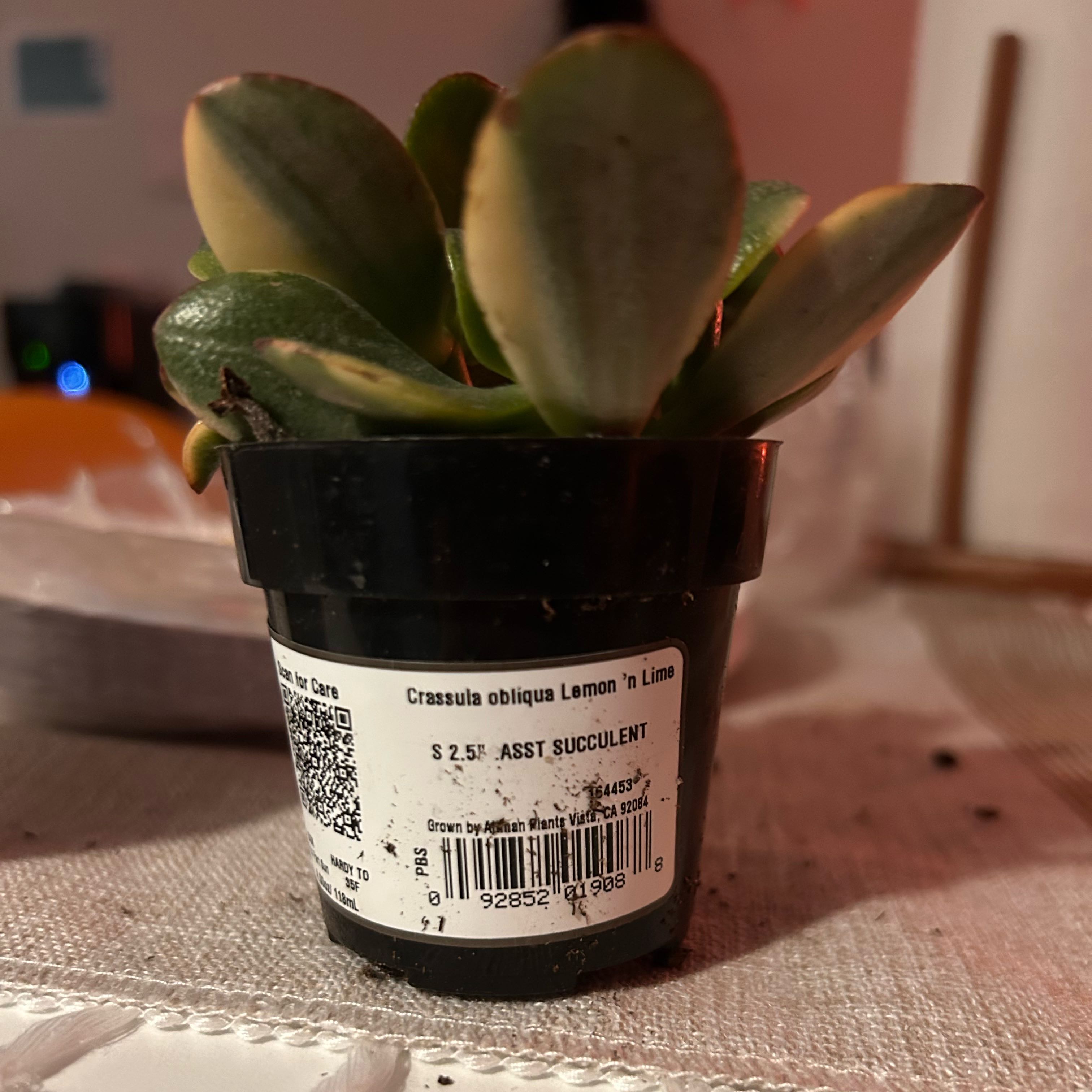 Photo of the plant species Crassula obliqua 'Lemon 'n Lime' by @UrbaneChaya81 named Xena on Greg, the plant care app
