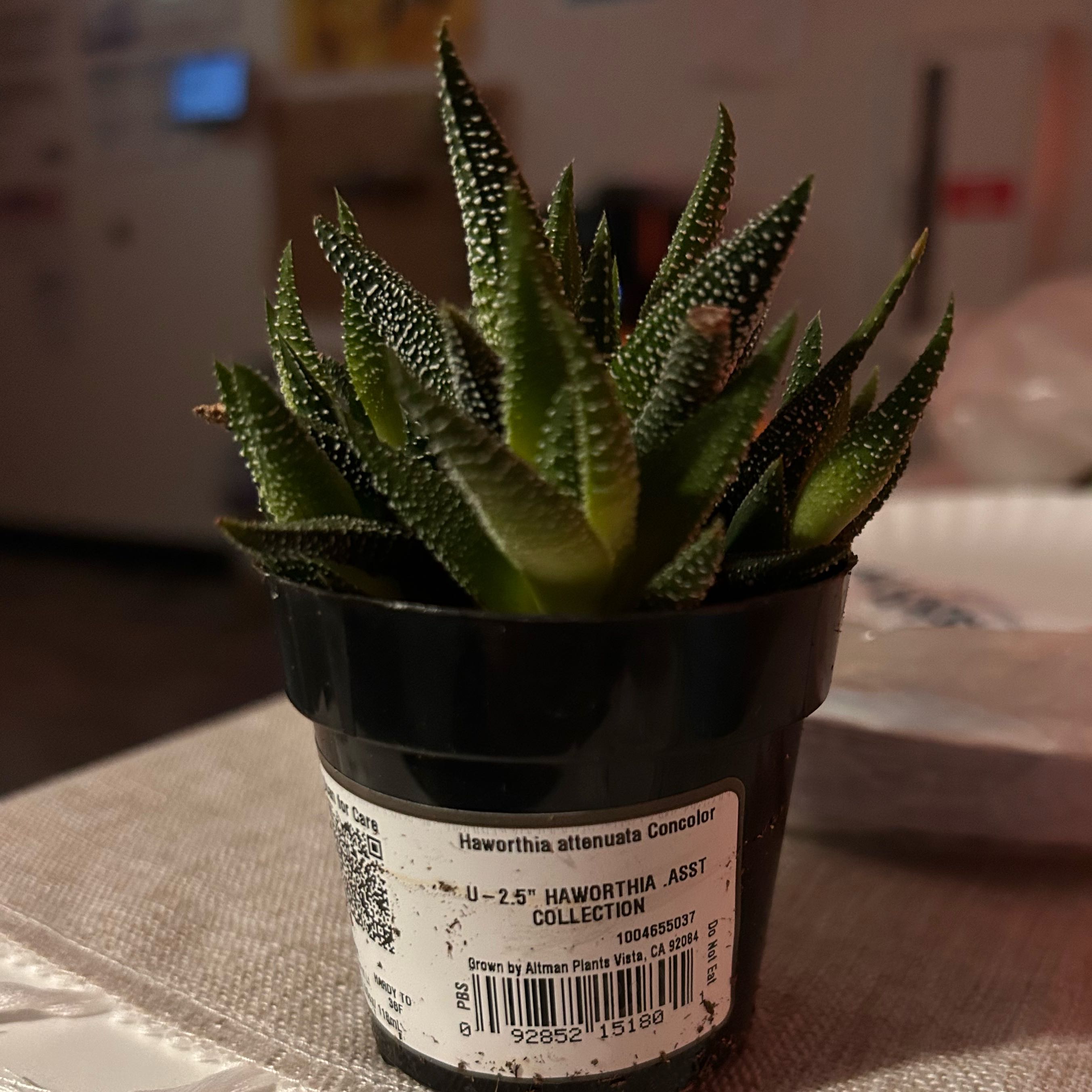 Photo of the plant species Haworthia attenuata 'Concolor' by @UrbaneChaya81 named Delilah on Greg, the plant care app