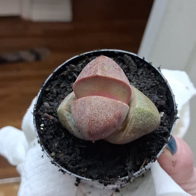 Photo of the plant species Royal Flush Split Rock by @ElatedChamisa79 named Royal Flush on Greg, the plant care app