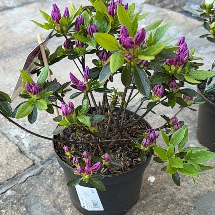 Photo of the plant species Japanese Azalea by @JewelledFlax named Queen on Greg, the plant care app