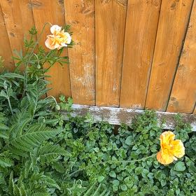 Photo of the plant species Spanish Poppy by @JewelledFlax named Aristotle on Greg, the plant care app