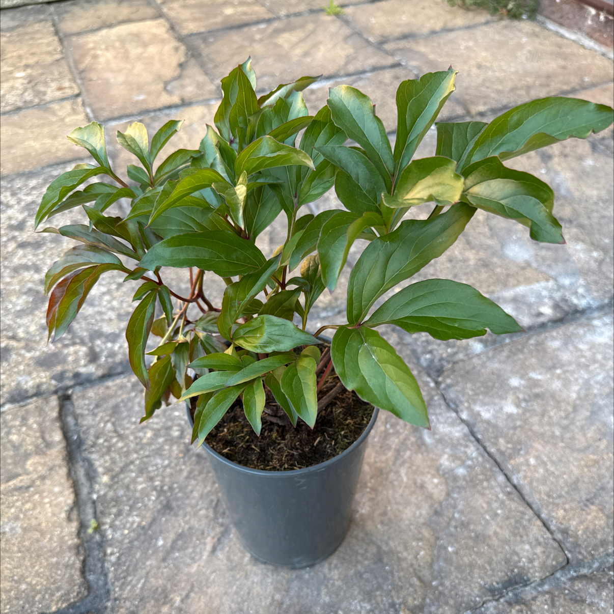 Photo of the plant species Peony 'Shirley Temple' by @JewelledFlax named Lavender on Greg, the plant care app