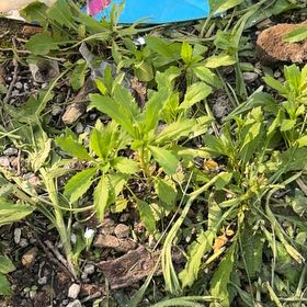Photo of the plant species Arapaho Blackberry (Lowes) by @FlyingShallot53 named Rob and Steve on Greg, the plant care app