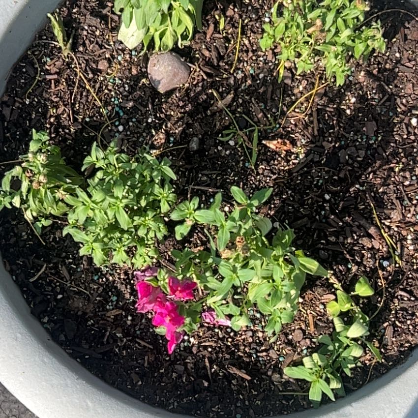 Photo of the plant species Common Snapdragon by @AwakeMiro98 named Naomi on Greg, the plant care app