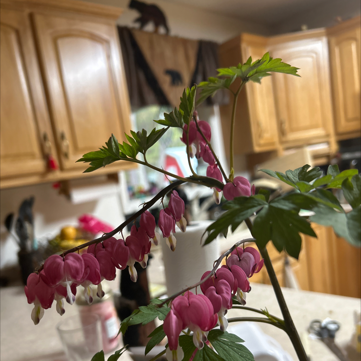 Photo of the plant species Asian Bleeding-Heart by @Alicialuvsplant named Osmosis on Greg, the plant care app