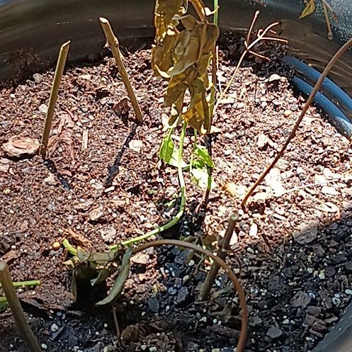 Photo of the plant species Orchid by @GentleLilac named Sage on Greg, the plant care app