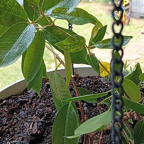 Photo of the plant species Florida Strangler Fig by @GentleLilac named Sigmund on Greg, the plant care app