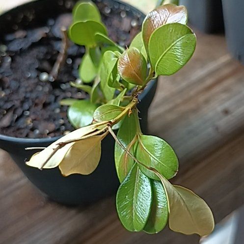 Photo of the plant species Strawberry Guava by @GentleLilac named Prince on Greg, the plant care app