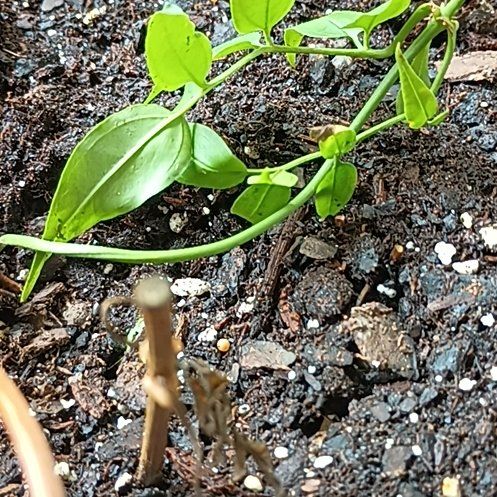 Photo of the plant species Flame Lily by @GentleLilac named Maya on Greg, the plant care app