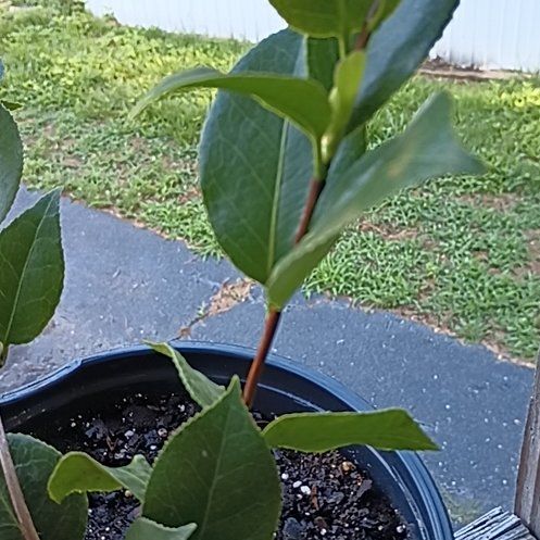 Photo of the plant species Bay Laurel by @GentleLilac named Orlando Bloom on Greg, the plant care app
