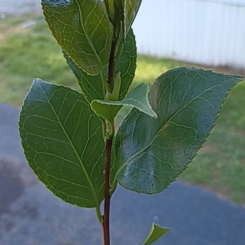 Photo of the plant species Bay Laurel by @GentleLilac named Sanders on Greg, the plant care app