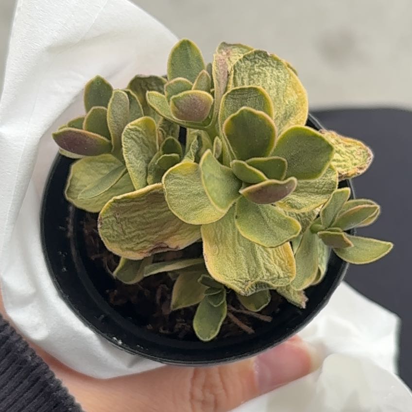 Photo of the plant species Crassula platyphylla 'Halo' by @LastingApple43 named Marsha on Greg, the plant care app