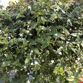 Photo of the plant species Dotted Bridalveil by @OptimalTule14 named Achilles on Greg, the plant care app
