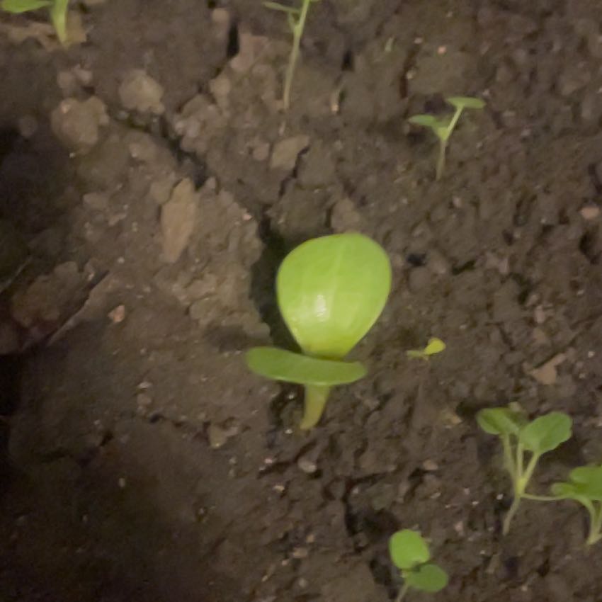 Photo of the plant species Mayapple by @LovableTule42 named Athena on Greg, the plant care app