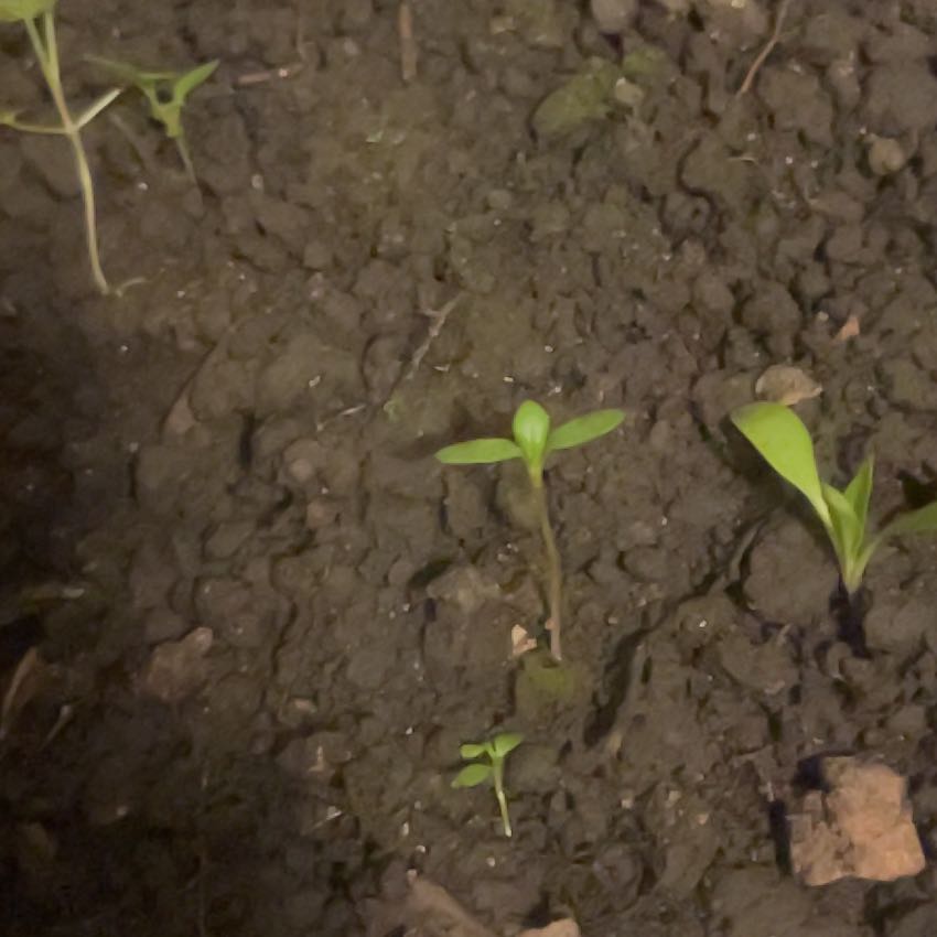 Photo of the plant species False Mermaidweed by @LovableTule42 named Emerson on Greg, the plant care app