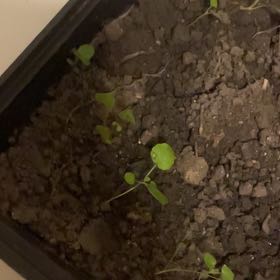 Photo of the plant species Indian Lettuce by @LovableTule42 named Elina on Greg, the plant care app