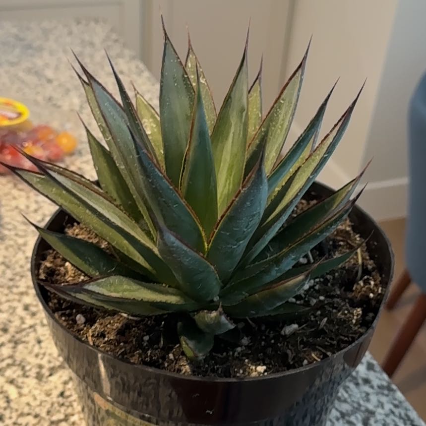 Photo of the plant species Agave Blue Glow by @TidyBlackbent78 named Spike on Greg, the plant care app