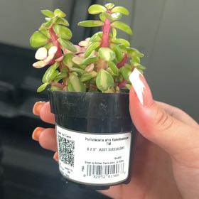 Photo of the plant species Portulacaria afra 'Kaleidoscope' by @SpicyPaleflax63 named Leonardo on Greg, the plant care app