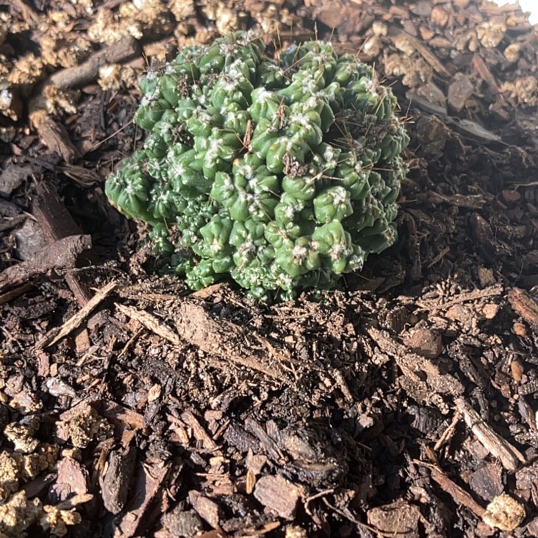 Photo of the plant species Medusa's Head by @AceKaro32 named Luna on Greg, the plant care app