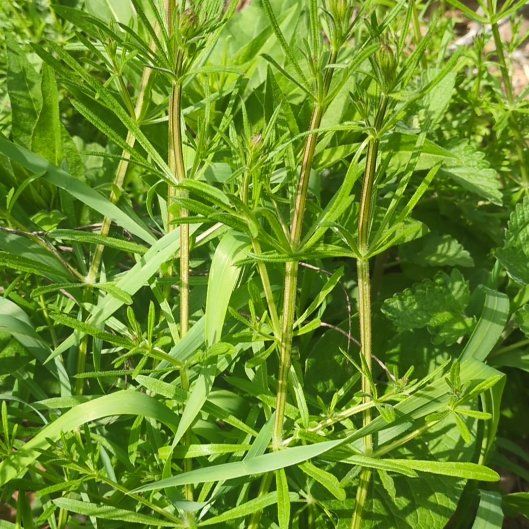 Photo of the plant species Goose Grass by @HeirSandleek81 named Nemo on Greg, the plant care app