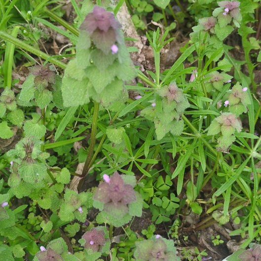 Photo of the plant species Purple Archangel by @HeirSandleek81 named Sigmund on Greg, the plant care app