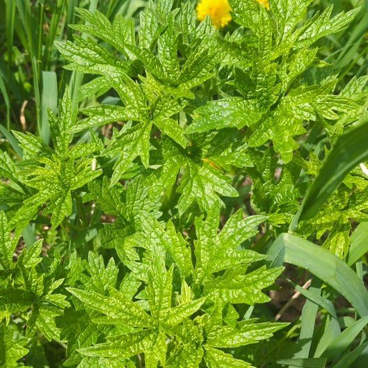 Photo of the plant species Common Motherwort by @HeirSandleek81 named Leaf Erickson on Greg, the plant care app