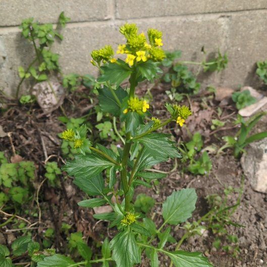 Photo of the plant species Garden Yellow Rocket by @HeirSandleek81 named Zeus on Greg, the plant care app
