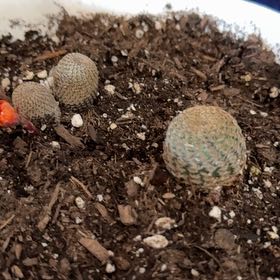 Photo of the plant species Assorted Rebutia by @LimberPomelo30 named Fernie Mac on Greg, the plant care app