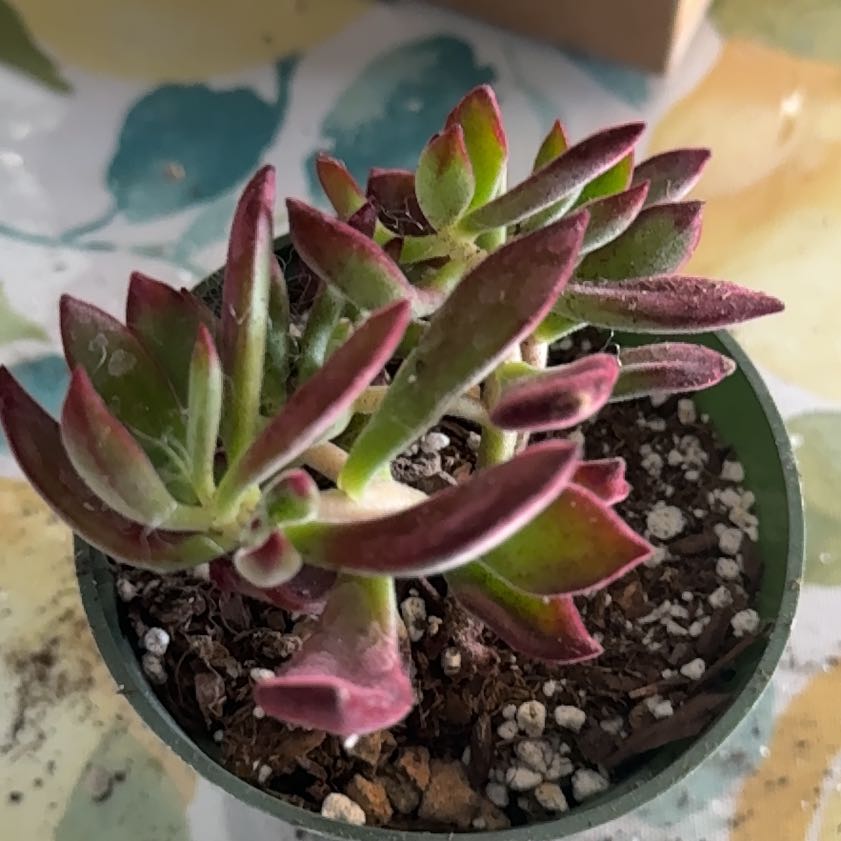 Photo of the plant species Ruby Slippers Echeveria by @LimberPomelo30 named Surya on Greg, the plant care app