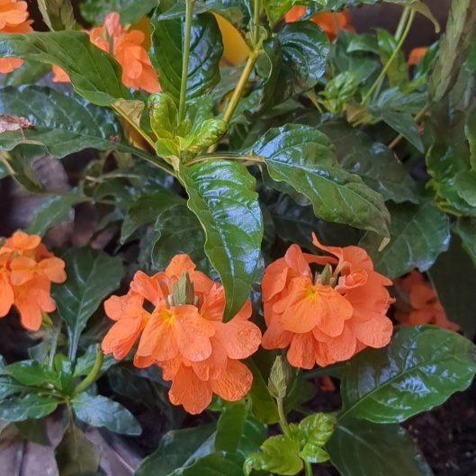 Photo of the plant species Firecracker Flower by @PoshOrchid97 named Morgan Treeman on Greg, the plant care app