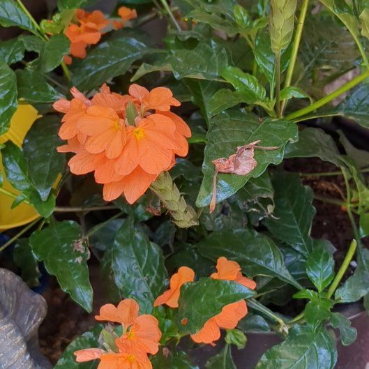 Photo of the plant species Firecracker Flower by @PoshOrchid97 named Miley on Greg, the plant care app