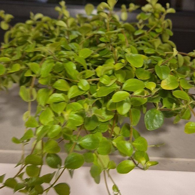 Photo of the plant species Peperomia Jitterbug by @GoodyKaramu44 named Kitchen Window on Greg, the plant care app