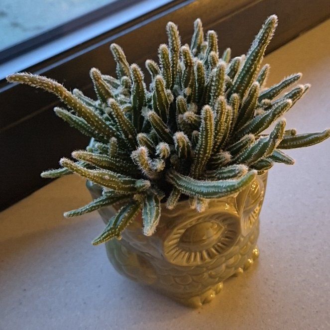 Photo of the plant species Mouse Tail Cactus by @GoodyKaramu44 named Sproutacus on Greg, the plant care app