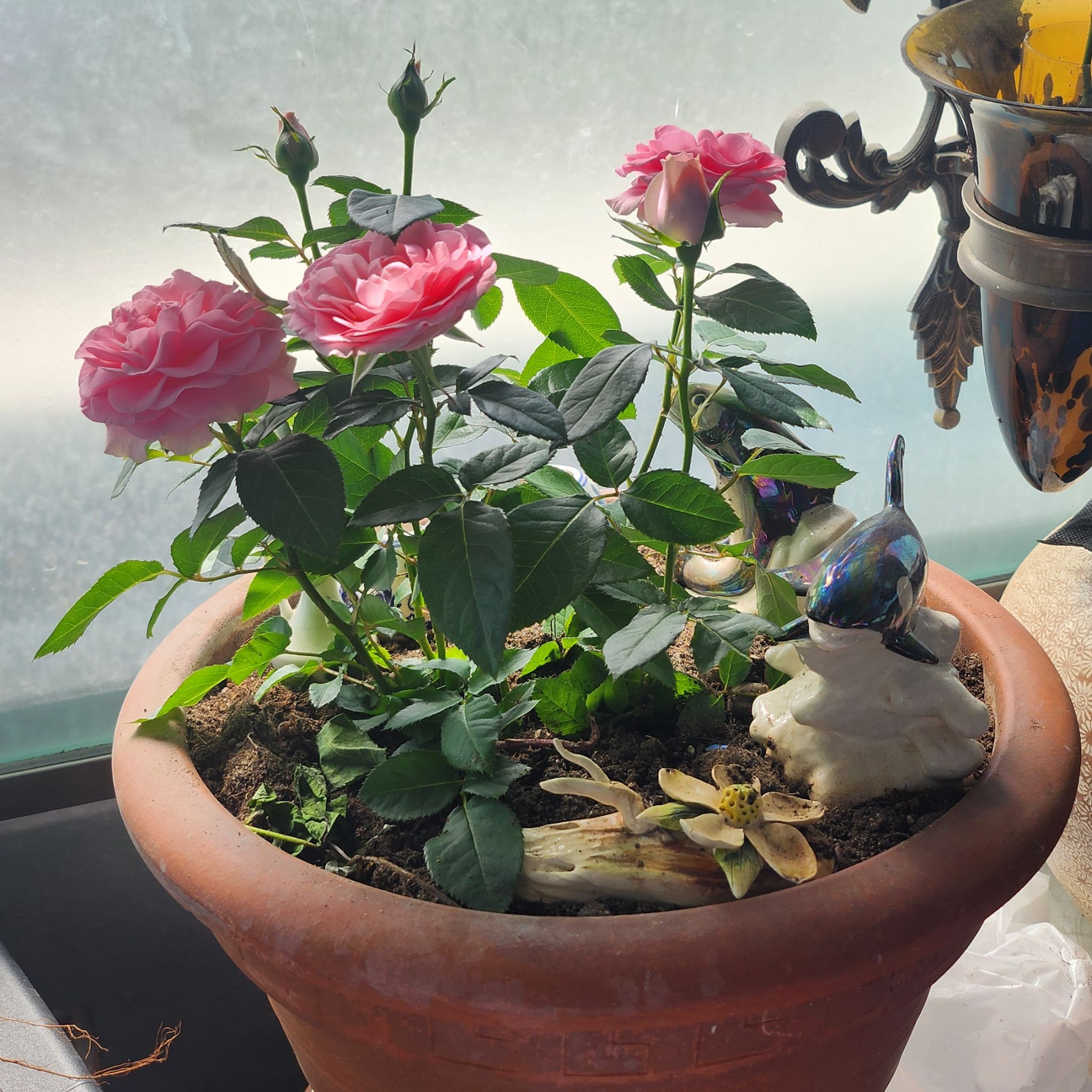 Photo of the plant species Miniature Kordana Rose by @SteadyBlacksage named Kordana Rose on Greg, the plant care app