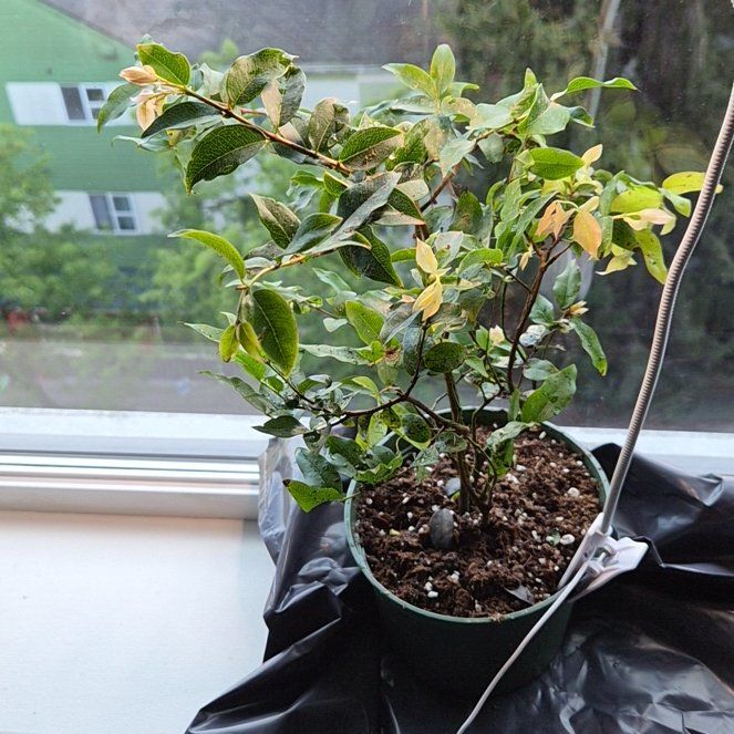 Photo of the plant species Jabuticabeira by @SvelteFoxgrape named Juliano on Greg, the plant care app