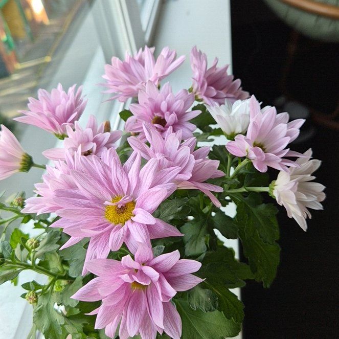 Photo of the plant species Callistephus Chinensis by @SvelteFoxgrape named Navajo on Greg, the plant care app