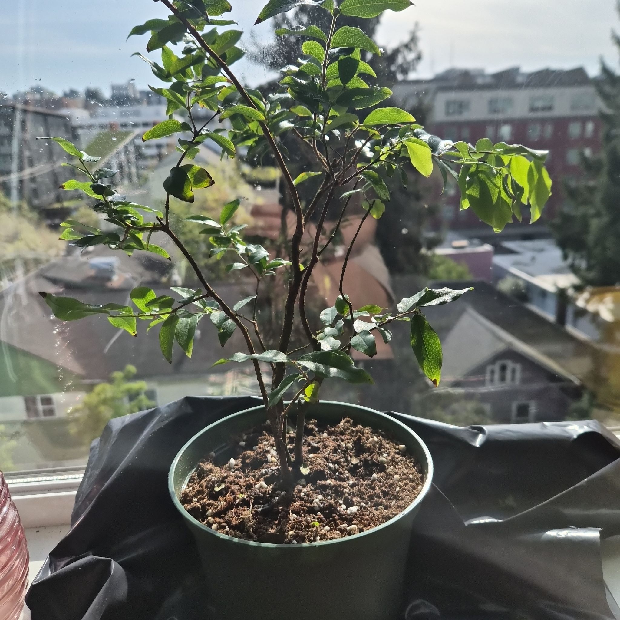 Photo of the plant species Jabuticabeira by @SvelteFoxgrape named Juliano on Greg, the plant care app