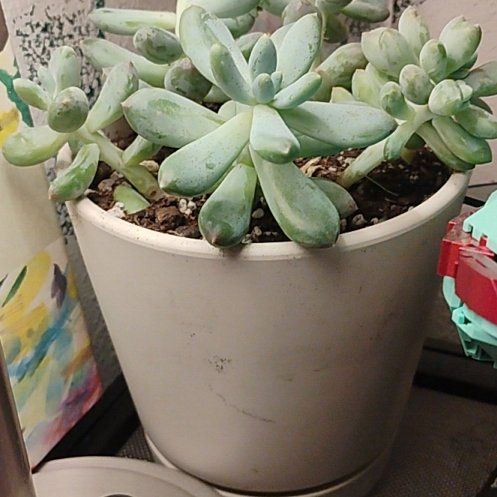 Photo of the plant species Pachyphytum 'Starburst' by @UnbrokenAcajou named Sigmund on Greg, the plant care app