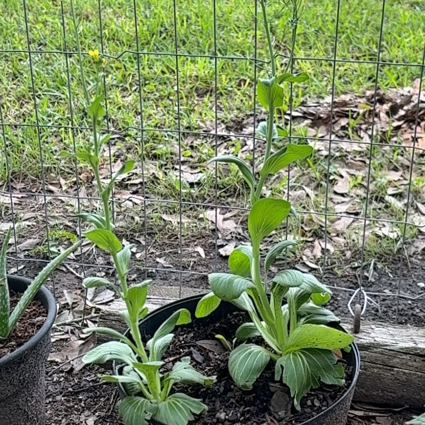 Photo of the plant species Baby Bok Choy by @aylarashelle named Tolkien on Greg, the plant care app