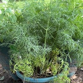Photo of the plant species Dill by @aylarashelle named Pickle on Greg, the plant care app