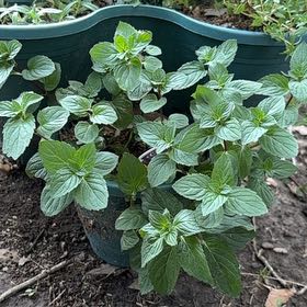 Photo of the plant species Peppermint by @aylarashelle named Mint Jagger on Greg, the plant care app