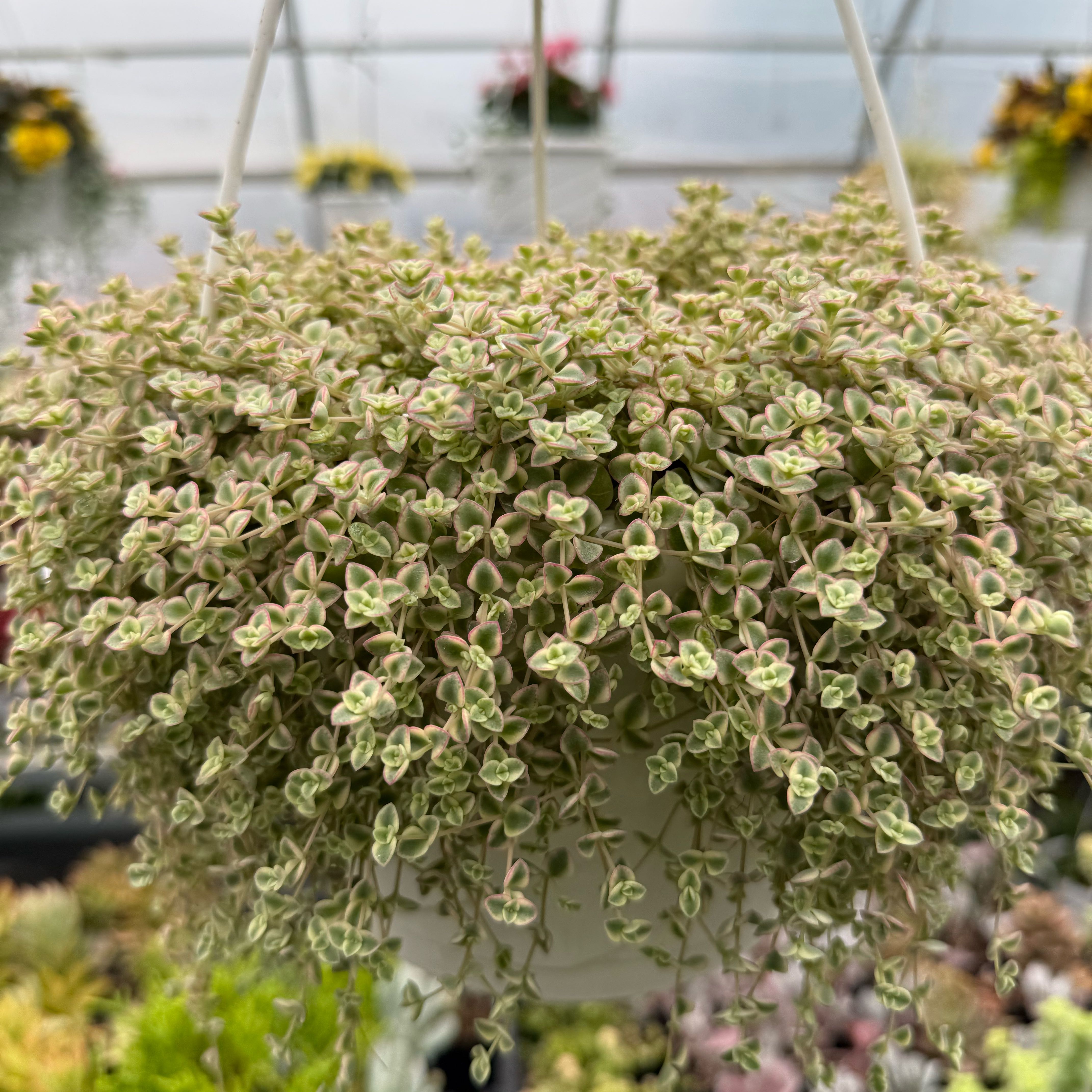 Photo of the plant species Sedum 'Little Missy' by @ExactSalal49 named Delilah on Greg, the plant care app